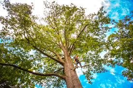 Best Tree Preservation Services  in Eastover, NC