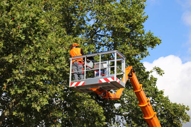 Best Arborist Consultation Services  in Eastover, NC